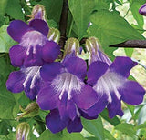 Asarina scandens Joan Lorraine | Twining Snapdragon | 10_Seeds