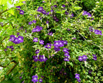 Asarina scandens Joan Lorraine | Twining Snapdragon | 10_Seeds