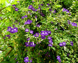 Asarina scandens Joan Lorraine | Twining Snapdragon | 10_Seeds