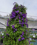 Asarina scandens Joan Lorraine | Twining Snapdragon | 10_Seeds