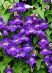 Asarina scandens Joan Lorraine | Twining Snapdragon | 10_Seeds