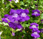 Asarina scandens Joan Lorraine | Twining Snapdragon | 10_Seeds