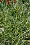 Juncus decipiens Curly Wurly | Corkscrew Rush | 10_Seeds
