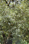 Pittosporum crassifolium | Karo | Stiffleaf Cheesewood | 10_Seeds