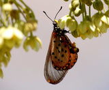 Kiggelaria africana | Wild Peach | umKokoko | 20_Seeds