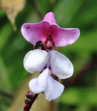 Lablab purpureus | Hyacinth Bean | 5_Seeds