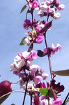 Lablab purpureus | Hyacinth Bean | 5_Seeds