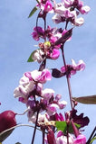 Lablab purpureus | Hyacinth Bean | 5_Seeds