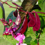 Lablab purpureus | Hyacinth Bean | 5_Seeds
