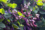 Lablab purpureus | Hyacinth Bean | 5_Seeds
