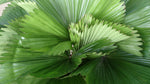 Licuala grandis | Palas & Ruffled & Vanuatu Fan Palm | 5_Seeds