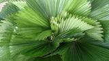 Licuala grandis | Palas & Ruffled & Vanuatu Fan Palm | 5_Seeds