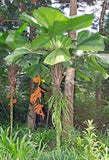 Licuala grandis | Palas & Ruffled & Vanuatu Fan Palm | 5_Seeds