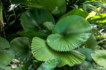 Licuala grandis | Palas & Ruffled & Vanuatu Fan Palm | 5_Seeds