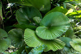 Licuala grandis | Palas & Ruffled & Vanuatu Fan Palm | 5_Seeds