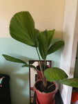 Licuala grandis | Palas & Ruffled & Vanuatu Fan Palm | 5_Seeds