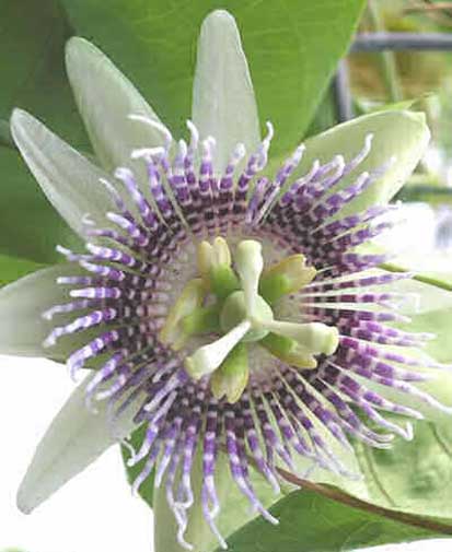 Passiflora ligularis | Sweet Granadilla | Grenadia