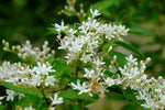 Ligustrum vulgare | Common & European & Wild Privet | 100_Seeds
