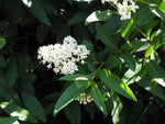 Ligustrum vulgare | Common & European & Wild Privet | 100_Seeds