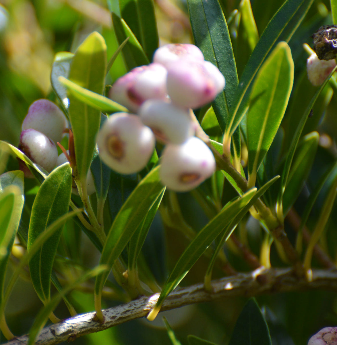 Syzygium (Acmena) smithii | Mini Pilly | 10_Seeds – Butterfly Garden Seeds