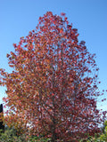 Liquidamber styraciflua | Red Gum | Liquid Amber | Sweetgum | 50_Seeds