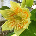 Liriodendron tulipifera | Tulip Poplar Tree | Whitewood | Fiddletree | 10_Seeds