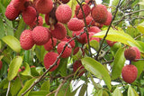 Litchi chinensis | Chinese Lychee | Lumquat | 5_Seeds