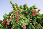 Litchi chinensis | Chinese Lychee | Lumquat | 5_Seeds
