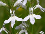Lobelia spicata | Palespiked-Lobelia | 1000_Seeds