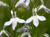 Lobelia spicata | Palespiked-Lobelia | 1000_Seeds