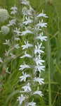 Lobelia spicata | Palespiked-Lobelia | 1000_Seeds