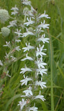 Lobelia spicata | Palespiked-Lobelia | 1000_Seeds