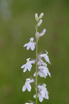 Lobelia spicata | Palespiked-Lobelia | 1000_Seeds