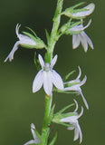 Lobelia spicata | Palespiked-Lobelia | 1000_Seeds