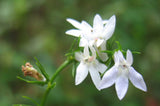 Lobelia spicata | Palespiked-Lobelia | 1000_Seeds