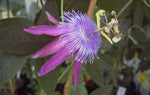 Passiflora loefgrenii Corupa | 10_Seeds