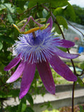 Passiflora loefgrenii Corupa | 10_Seeds