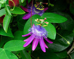Passiflora loefgrenii Corupa | 10_Seeds