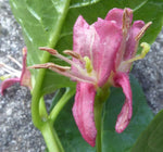 Lonicera alpigena | Alpine Honeysuckle | 5_Seeds