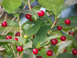 Lonicera alpigena | Alpine Honeysuckle | 5_Seeds