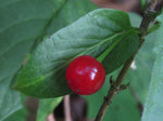Lonicera alpigena | Alpine Honeysuckle | 5_Seeds
