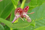 Lonicera alpigena | Alpine Honeysuckle | 5_Seeds