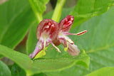 Lonicera alpigena | Alpine Honeysuckle | 5_Seeds