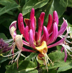 Lonicera periclymenum Serotina | Late Dutch Honeysuckle | Woodbine | 10_Seeds