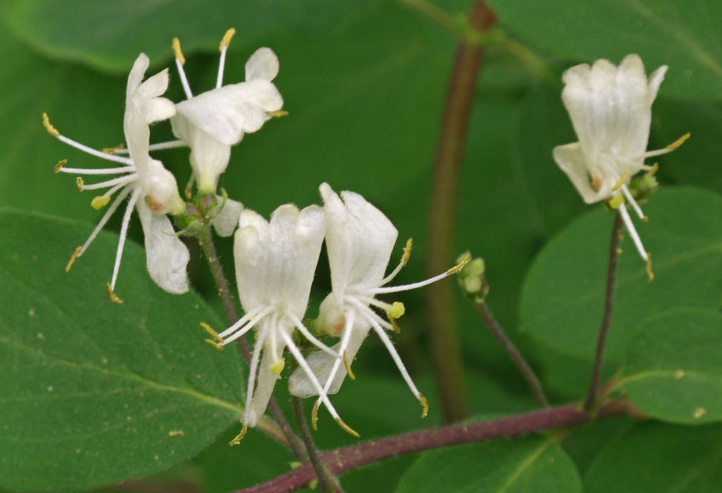 Lonicera Xylosteum European Fly Honeysuckle 50 Seeds Butterfly lonicera-xylosteum-european-fly-honeysuckle-50-seeds-butterfly