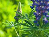 Lupinus perennis | Wild Lupine | Sundial Lupine | 50_Seeds