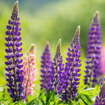 Lupinus perennis | Wild Lupine | Sundial Lupine | 50_Seeds