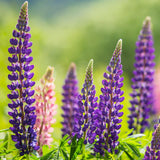 Lupinus perennis | Wild Lupine | Sundial Lupine | 50_Seeds