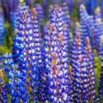 Lupinus perennis | Wild Lupine | Sundial Lupine | 50_Seeds