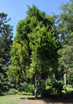 Macadamia integrifolia | 5_Seeds